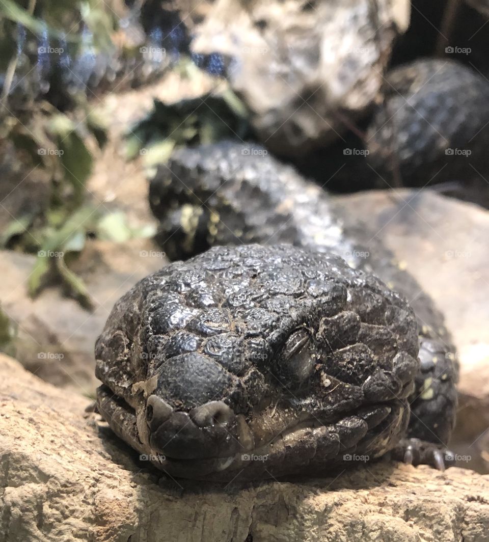 I think I’m a Skink 