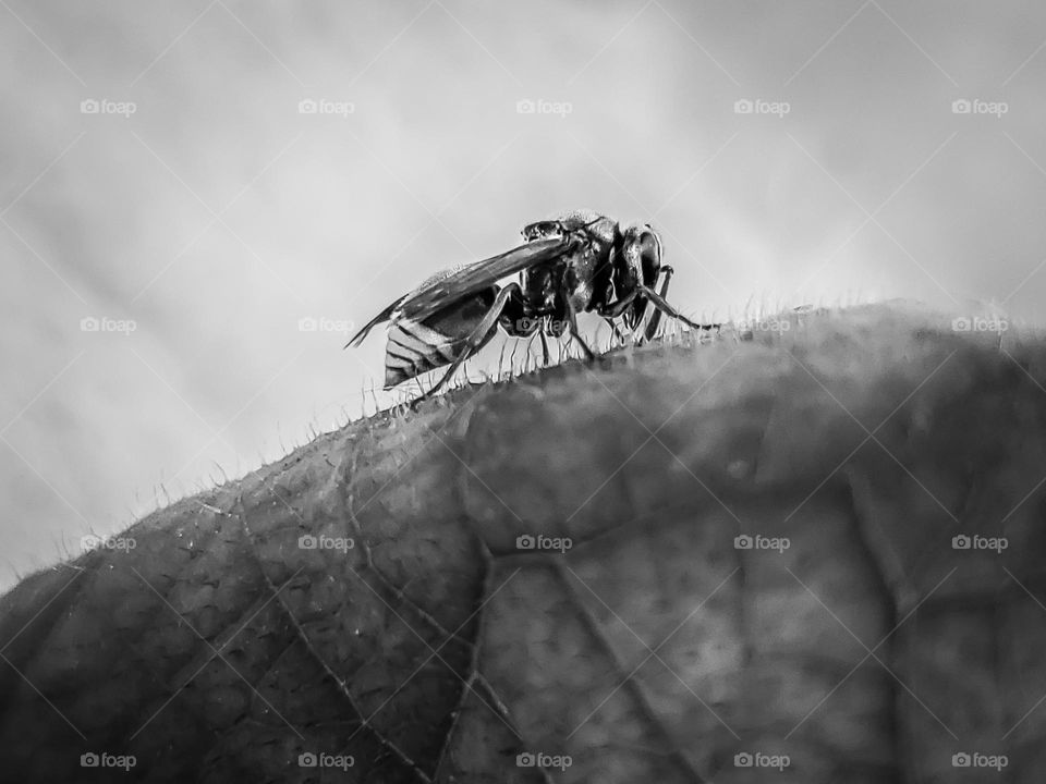 Mexican honey wasp in black and white