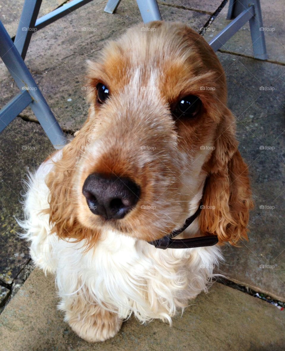 hector. Hector is a lovely cockerspaniol who lives in harrogate