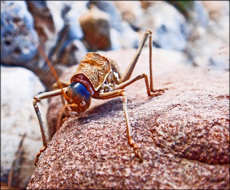 Grasshopper on rock close up shooting wildlife beautiful insects summer holidays Crete