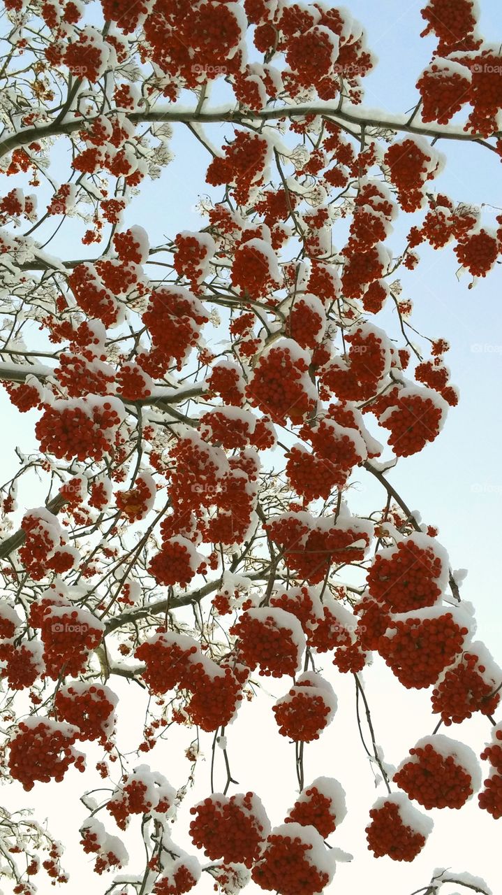 Winter Berries