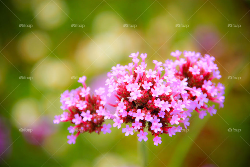 Beautiful flowers blooming.