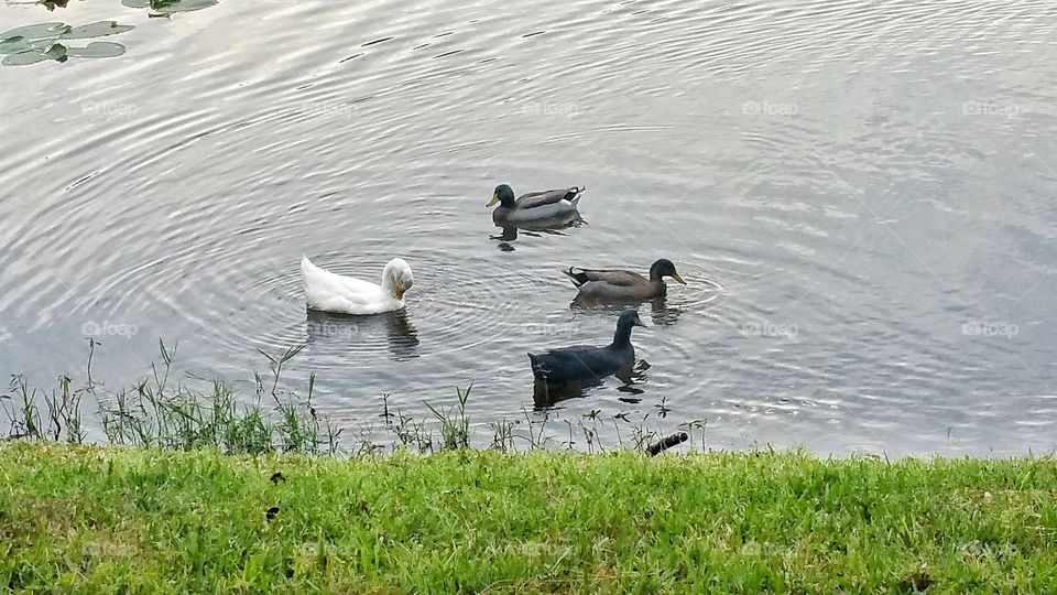 Dancing Ducks