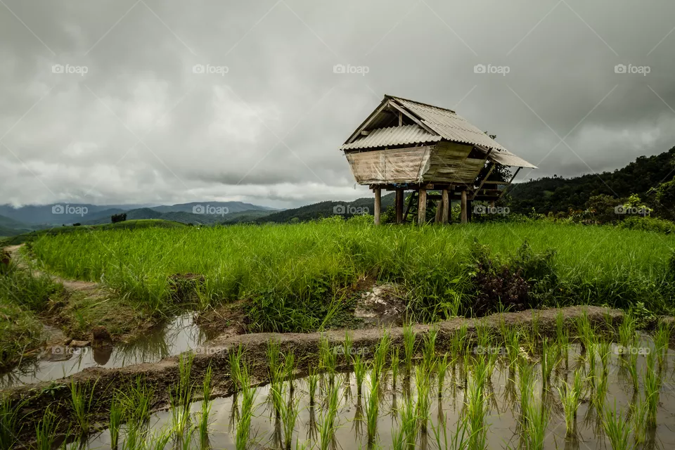 Romantic landscape with paddy field, hut and cloudy sky in Thailand
