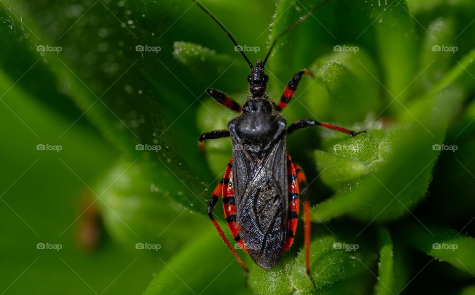 A bug on a green leaf