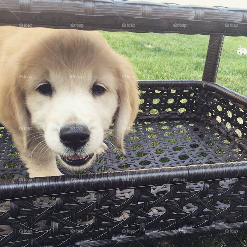 Adorable Golden Retriever Puppy Under a Table