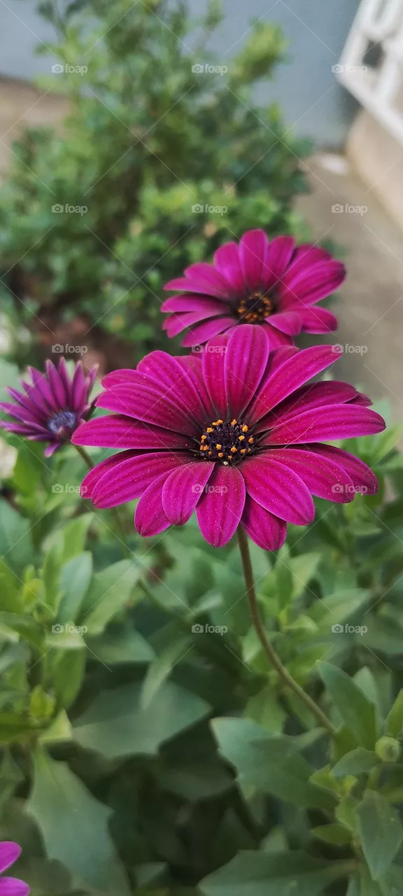 FLOWERS