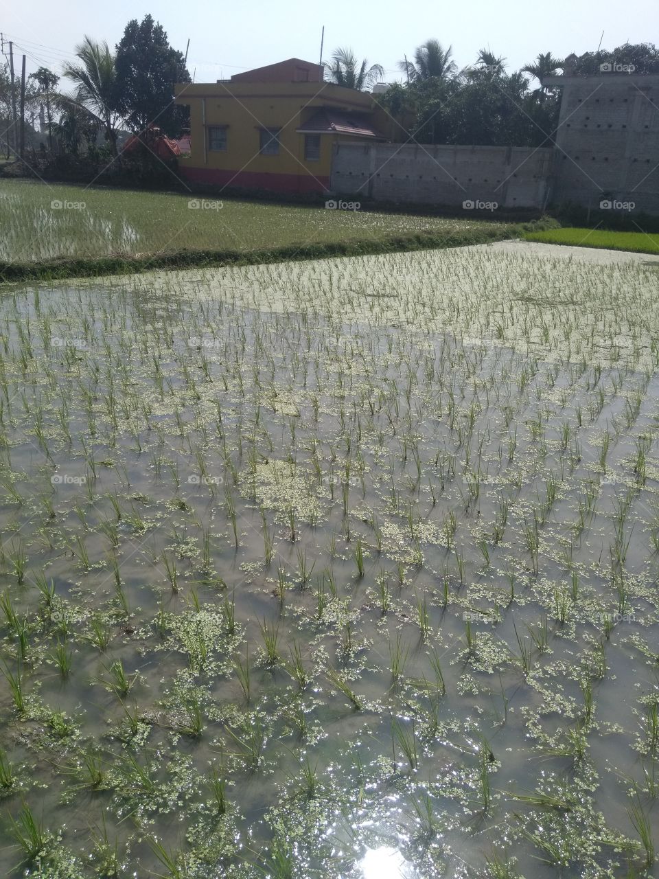 paddy tree