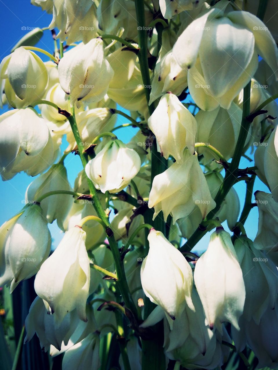 Yucca