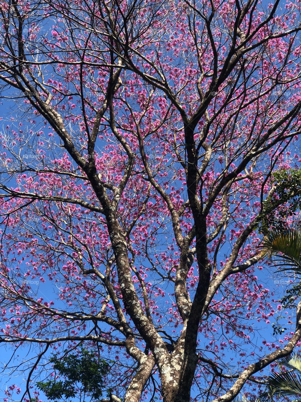 pink tree portrait 
