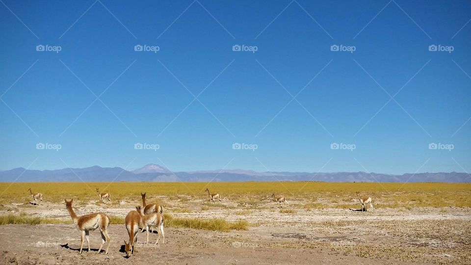 Guanacos, Argentina