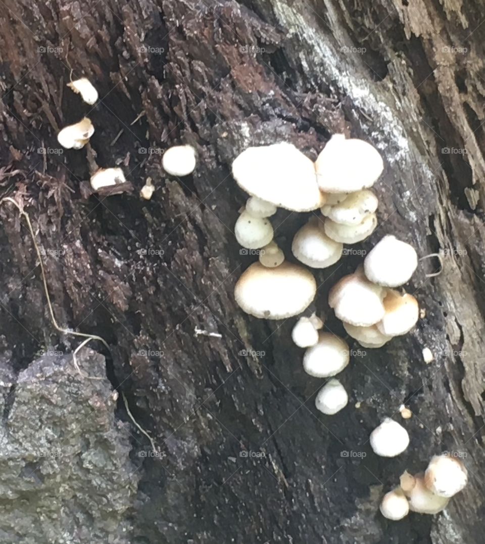 Fungus among us