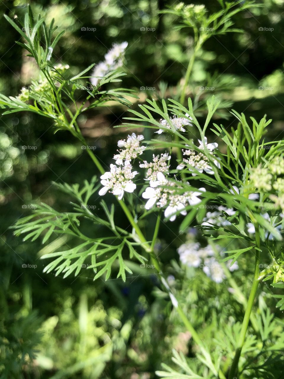 Cilantro in sunny garden 
