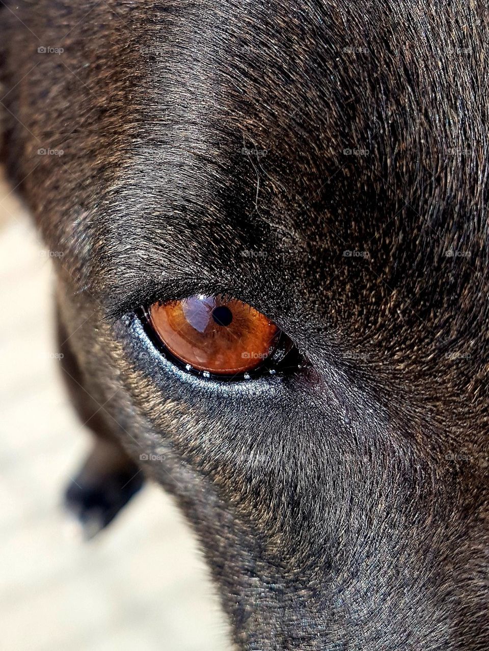 dog eye