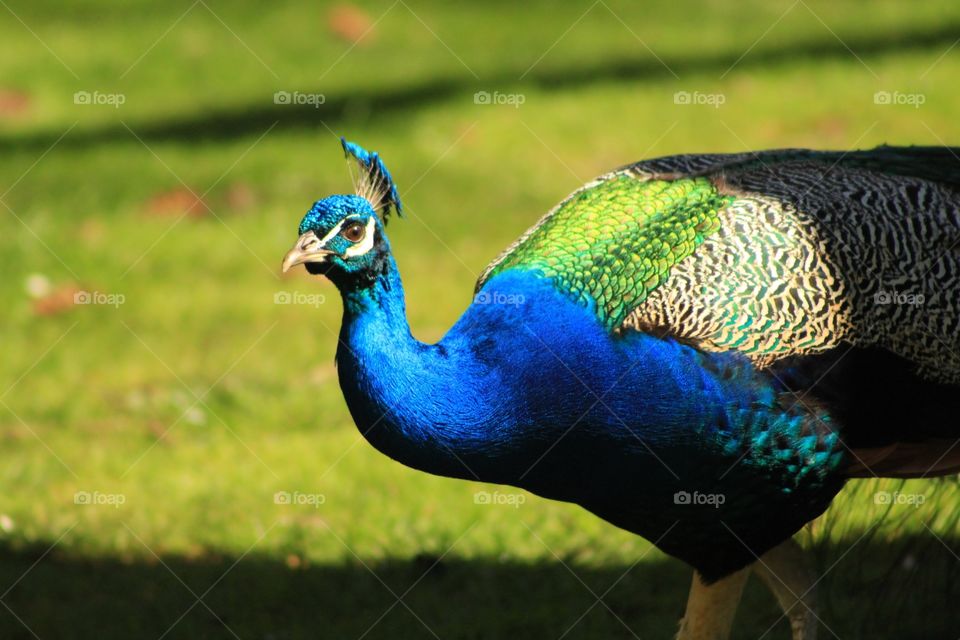 peacock:))