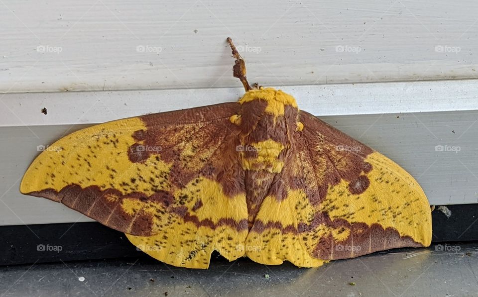 Imperial Moth