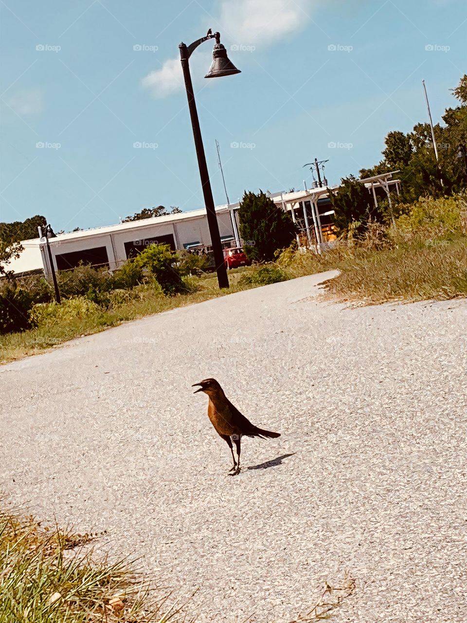 Cute Little Brown Bird Trying To Speak With Us While Following Us On Our Walk In Town.