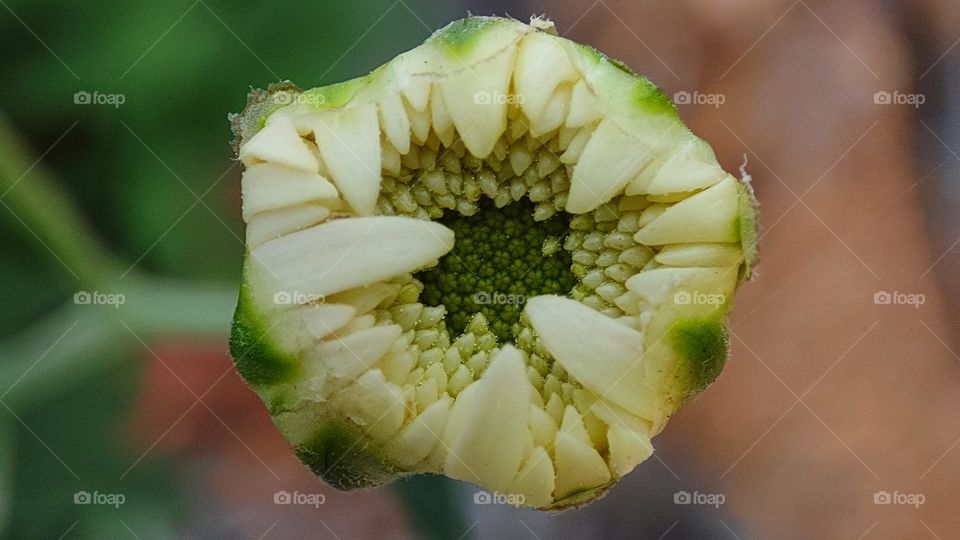 white flower bud has some amazing patterns