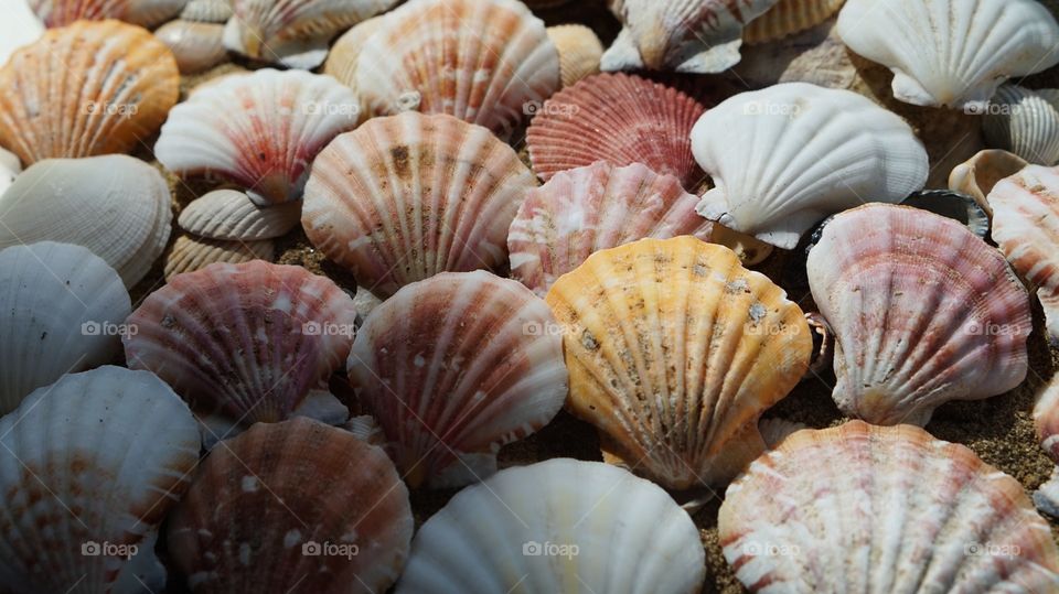 Abundance of scallop seashells on sand