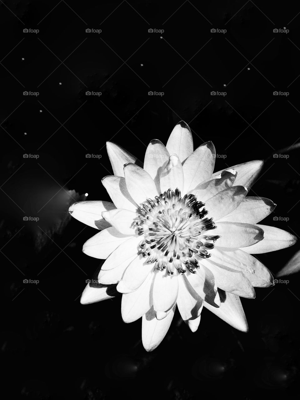 Galaxy and lotus. Shades and lights of lotus photo on graphic of universe