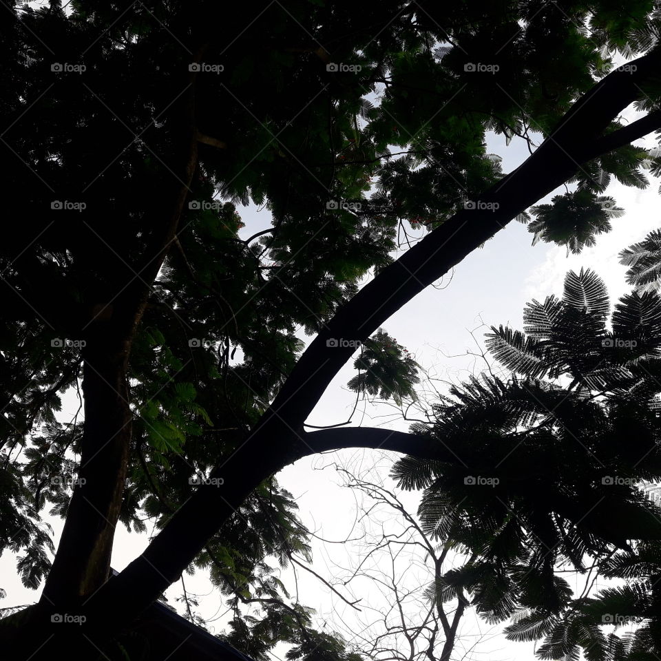 Injoying with balck tree.