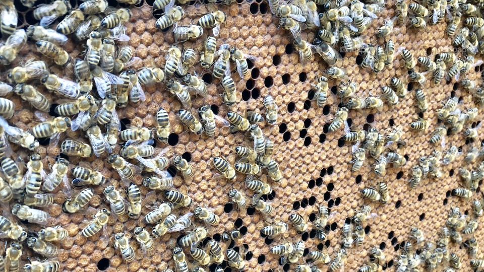 Gorgeous Pattern, Great Brood Pattern, Wall to Wall, Capped Brood, Brood, Sealed Brood, Bees, honeybees, apis malefera, apis, insects, bugs, wings, 