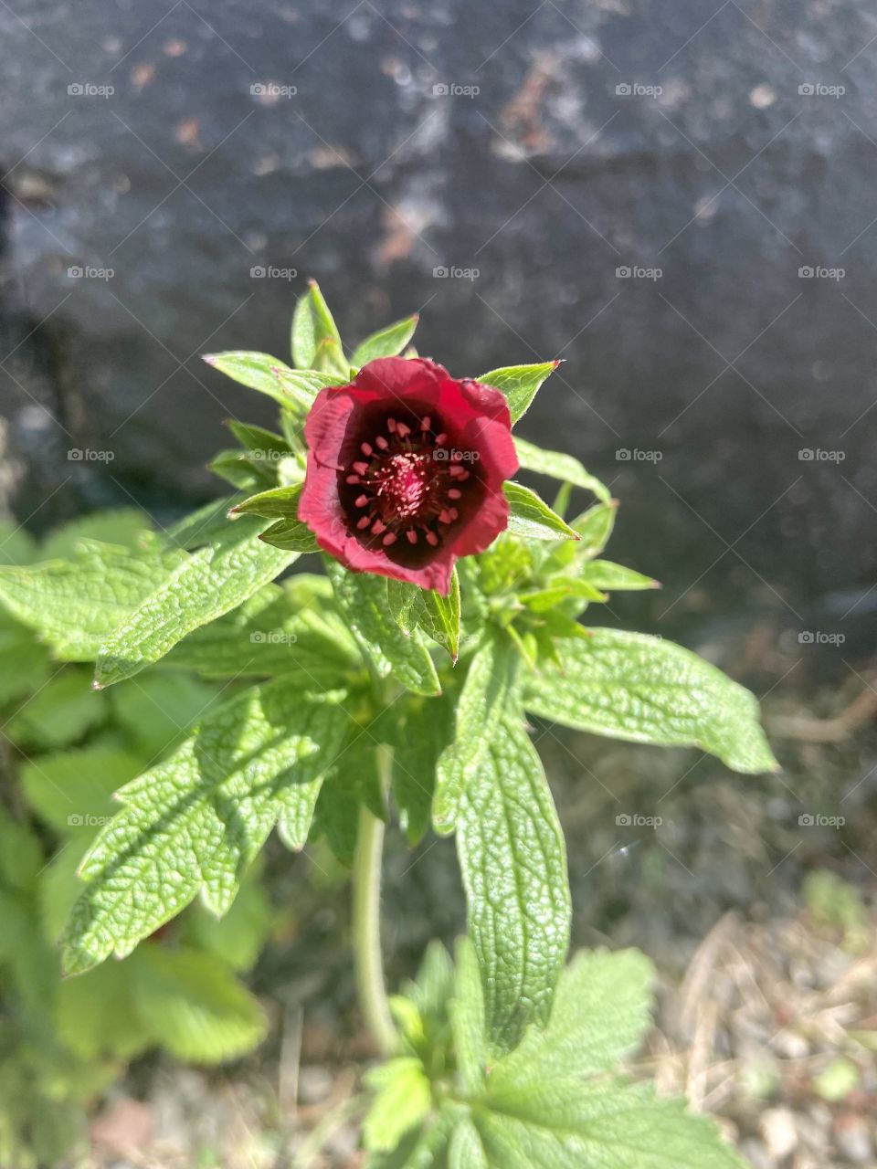 Pretty little flower 🌹