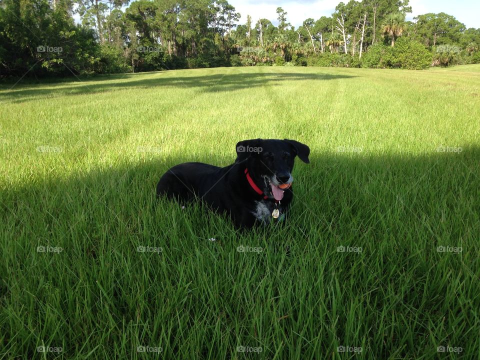 Black dog in shade on grass laying down