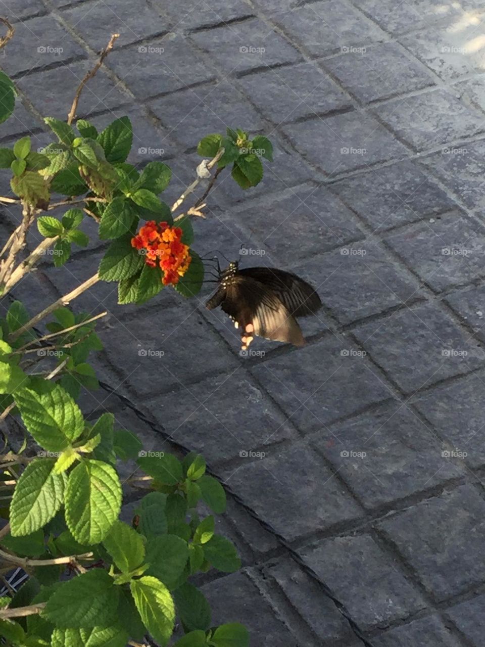 Geometry series: Rectangle 