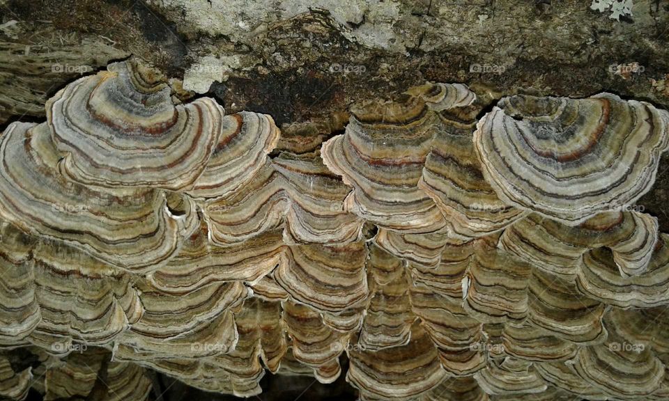 Fungus