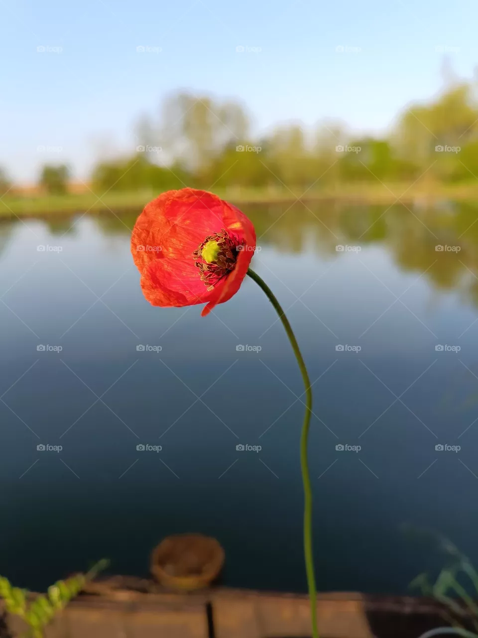 poppies