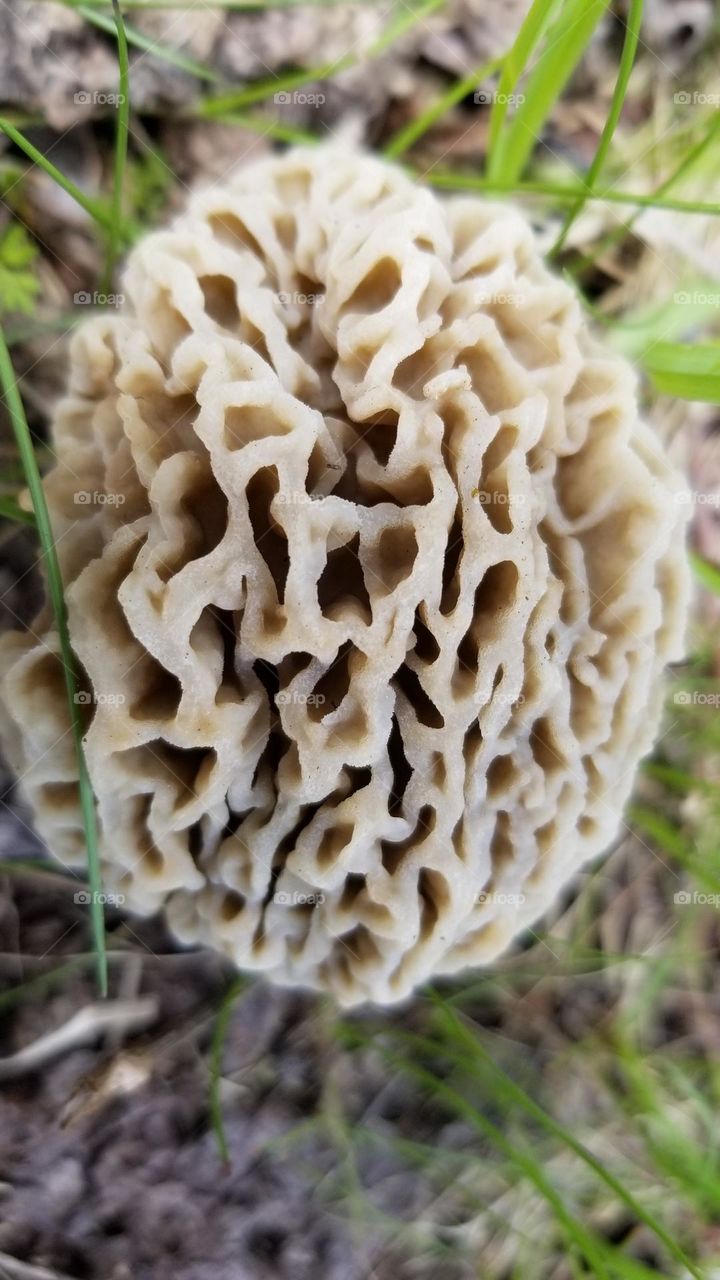 Brainy Fungus