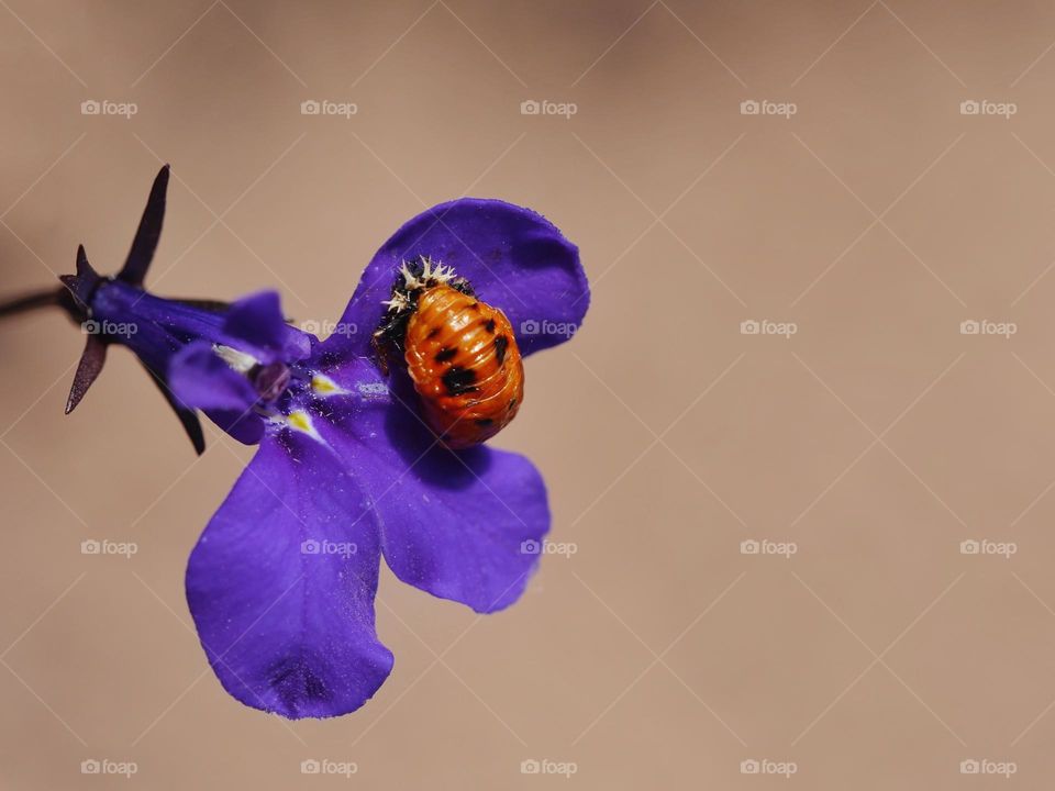 Pupae of Harlequin ladybird