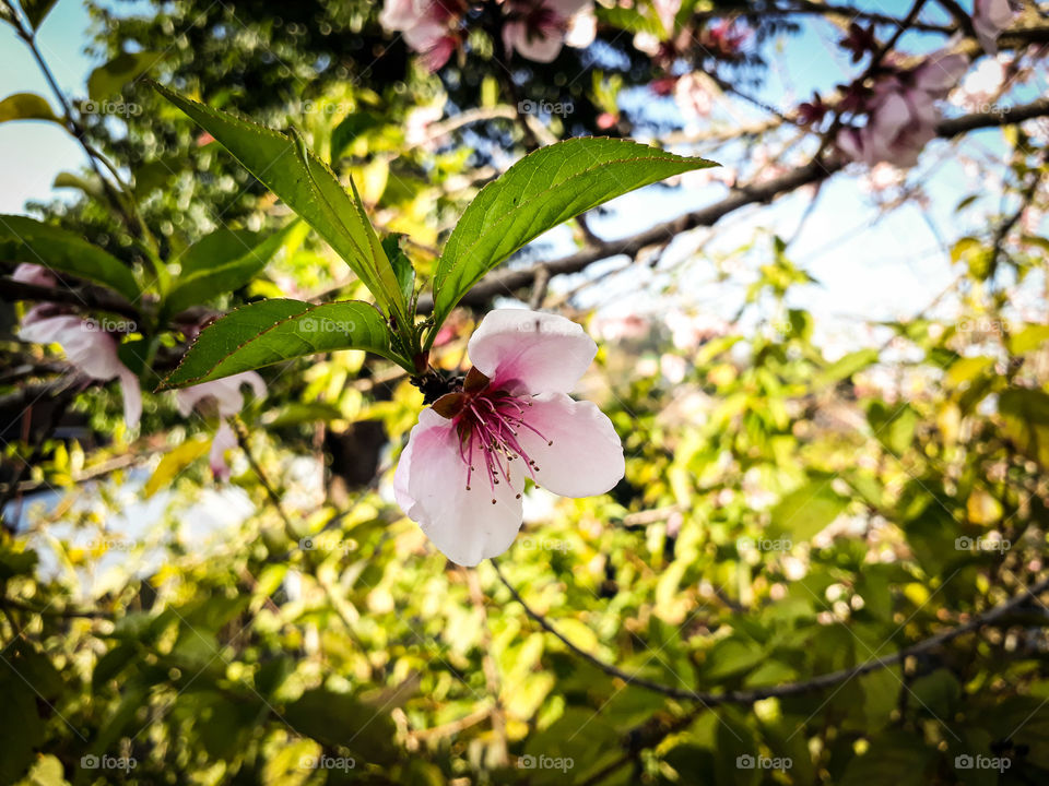 Sign of beautiful spring