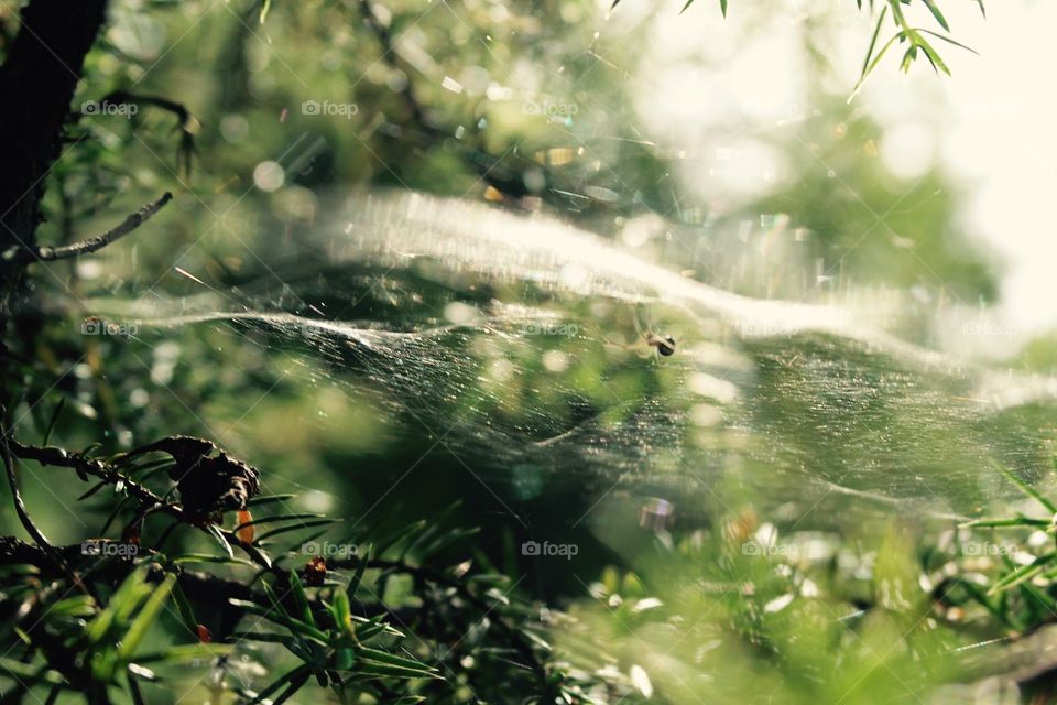Spiderweb