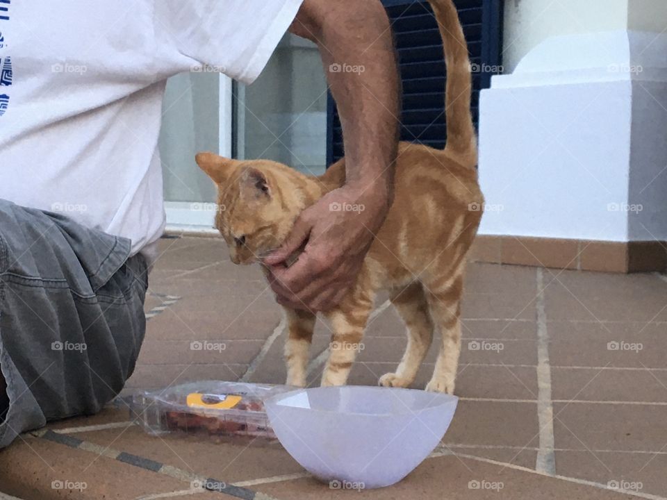 Semi-wild cat accepting to be caress