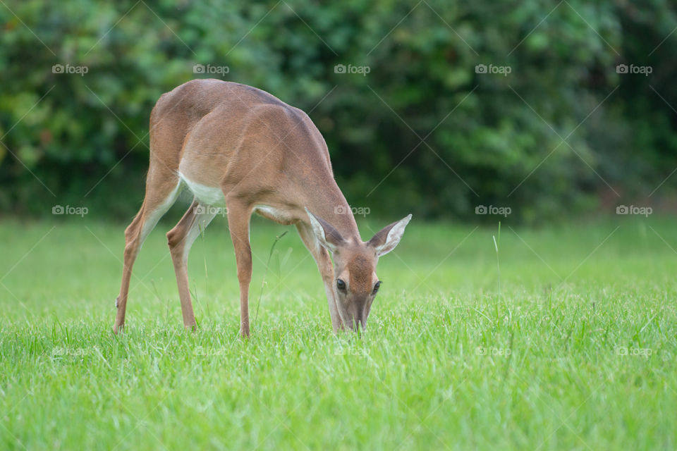 Grazing deer
