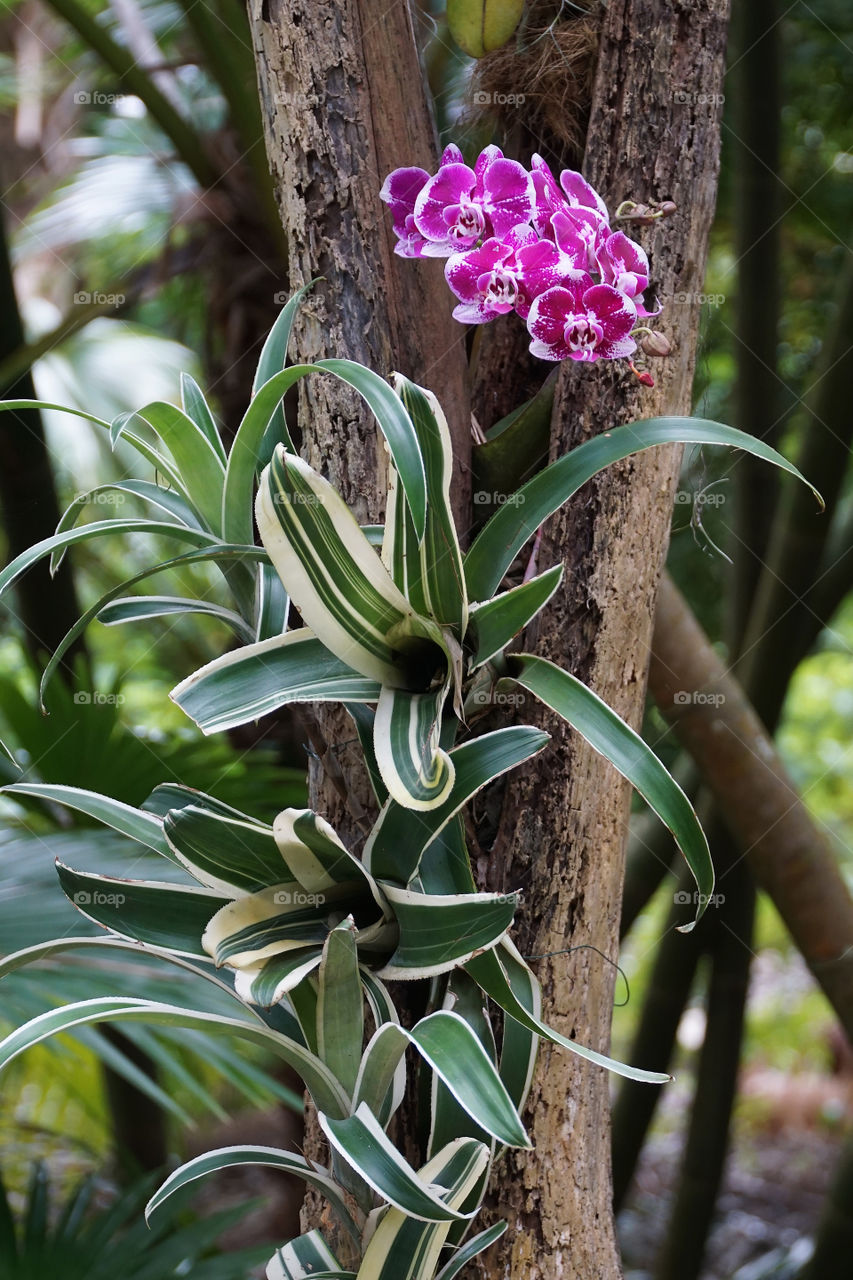 Orchid in tree