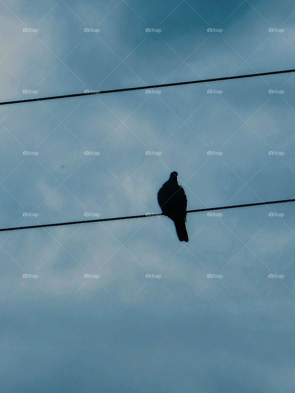 pigeon on power cable