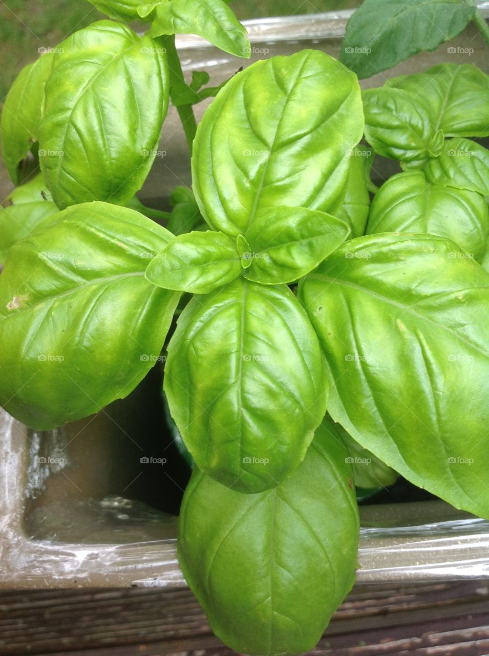 Basil leaves.