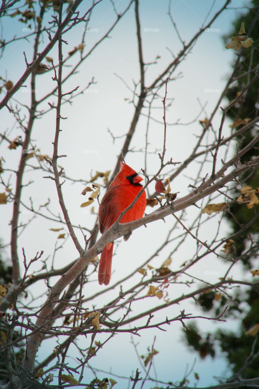 Male cardinal dominating the scene with his color
