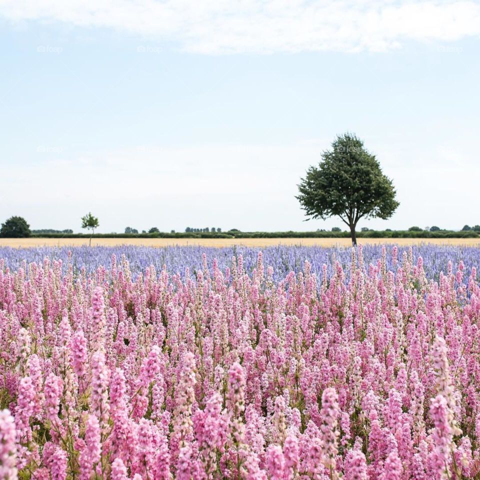 nice landscape, beautiful colors, spring coming