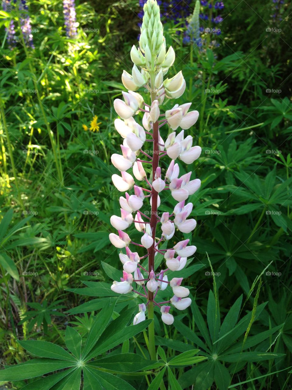 Summer in Sweden. Summer in Sweden 