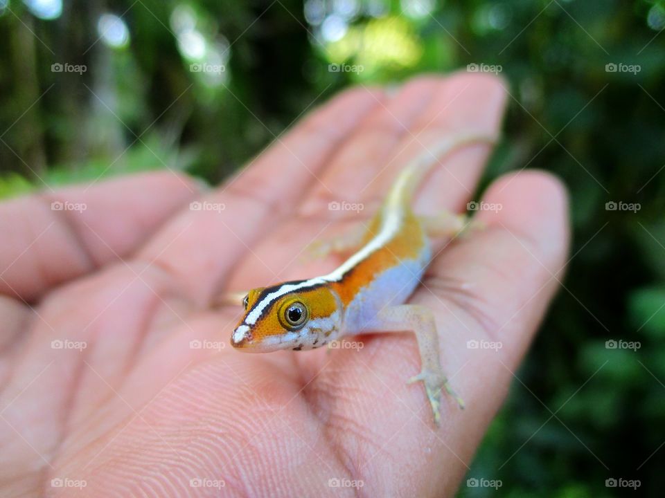 Close-up of gecko on woman hand