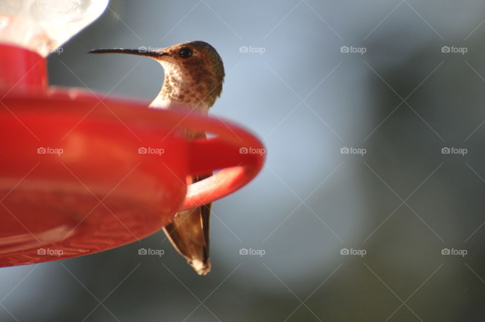 Beautiful hummingbird