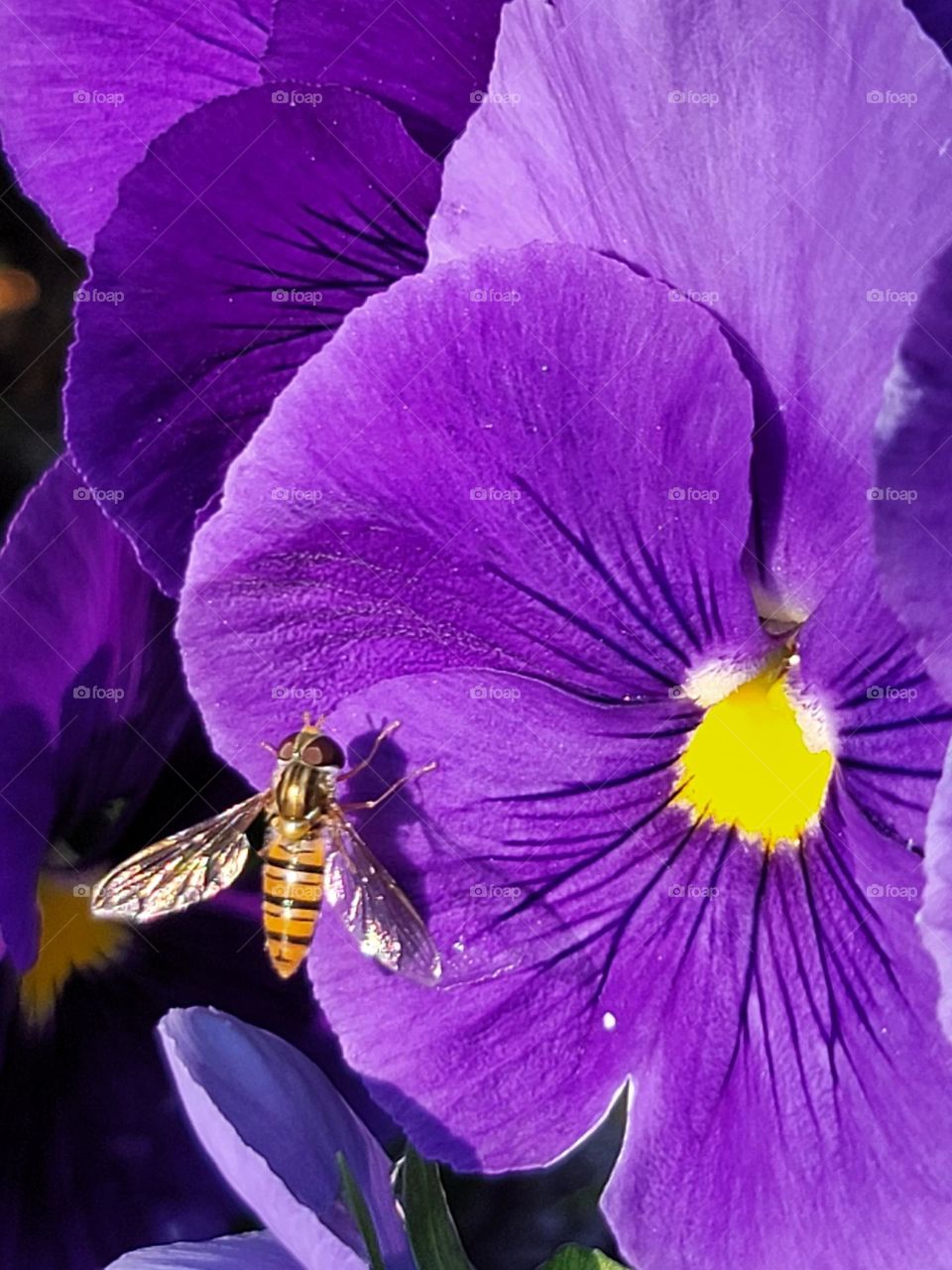 purple and yellow