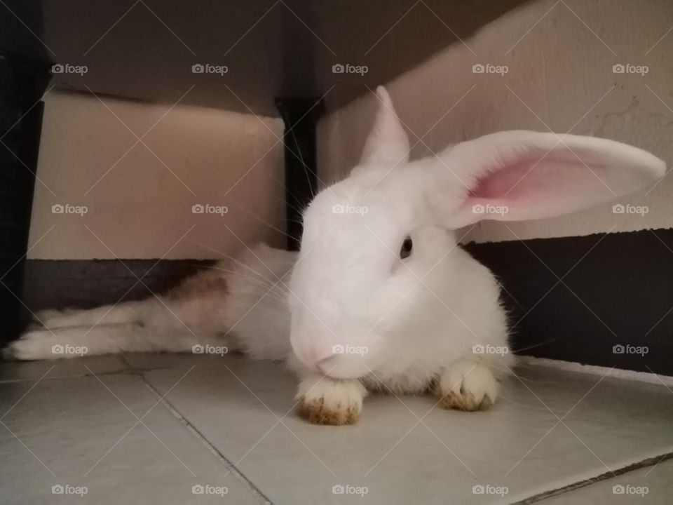 Rabbit​