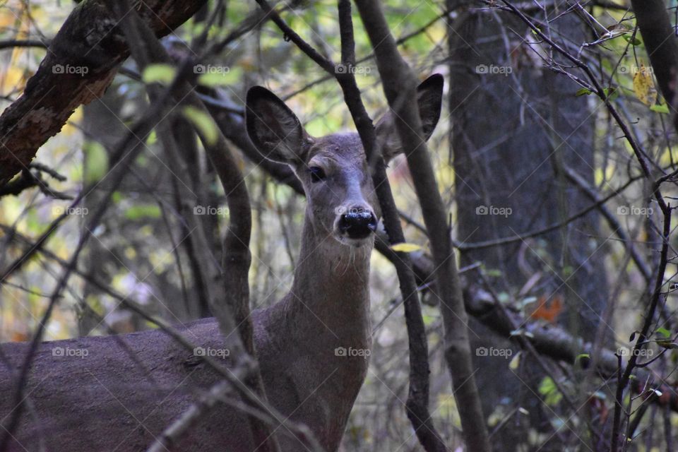 A deer hiding in the brush 
