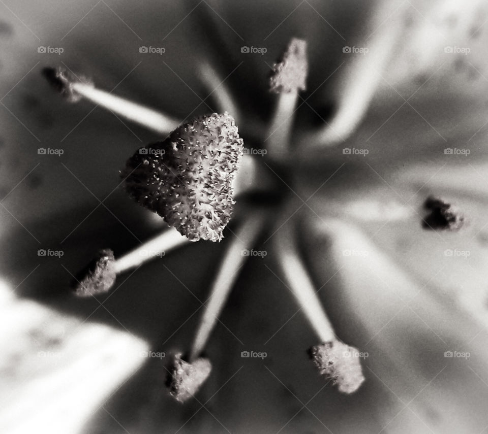 Close up, black and white photograph, of the pistol and stamen of a lily