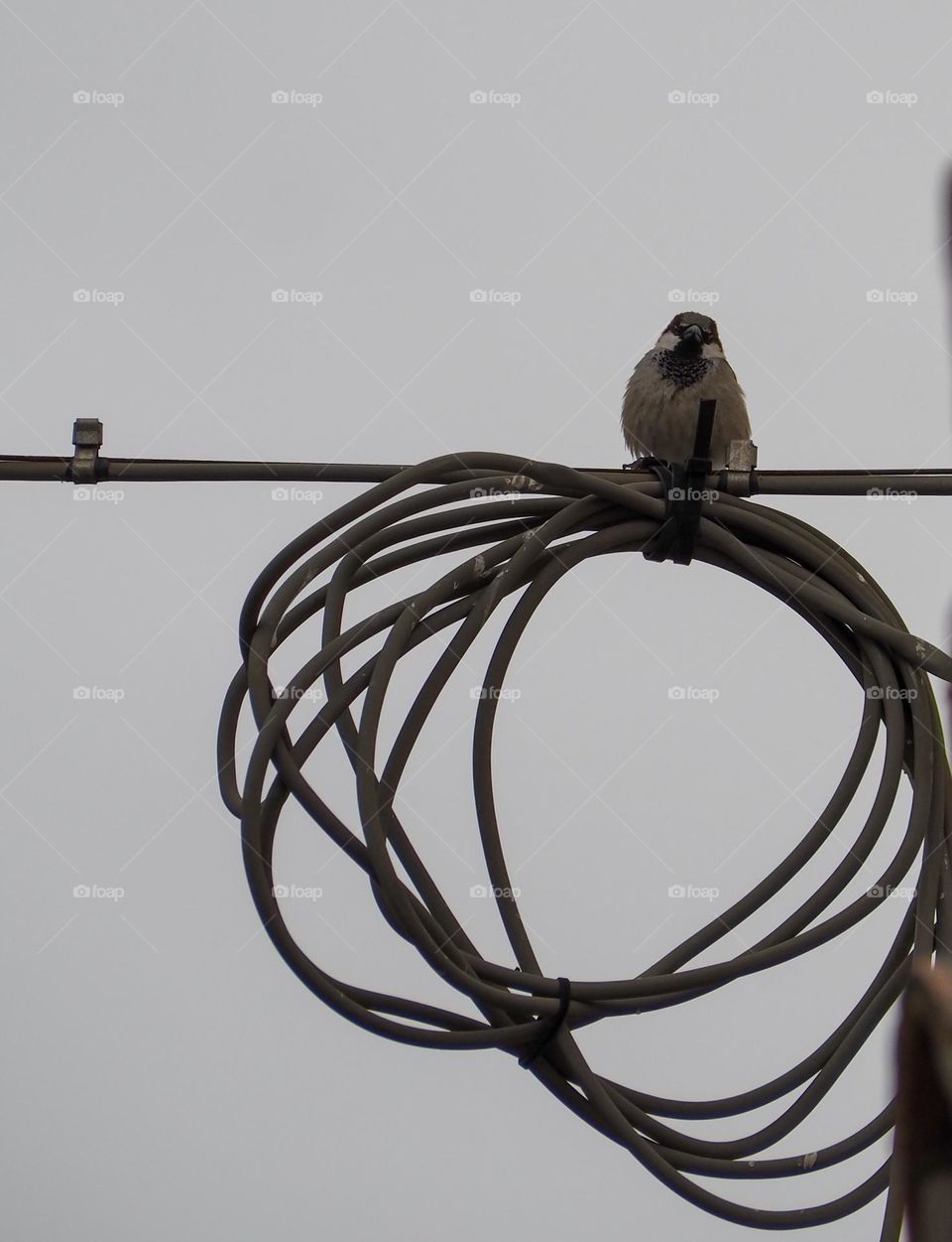 sparrow perched on wires of a house